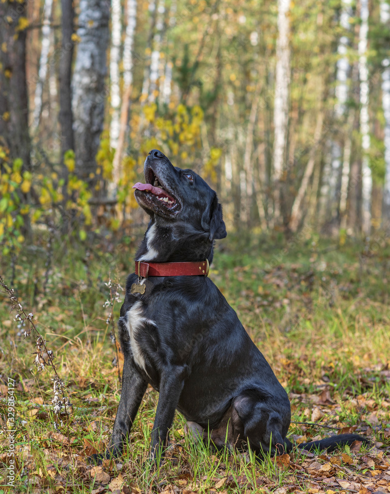 Portrait of a Labrador in the autumn forest. Photographed close-up. Portrait of a Labrador in the autumn forest. Photographed close-up.