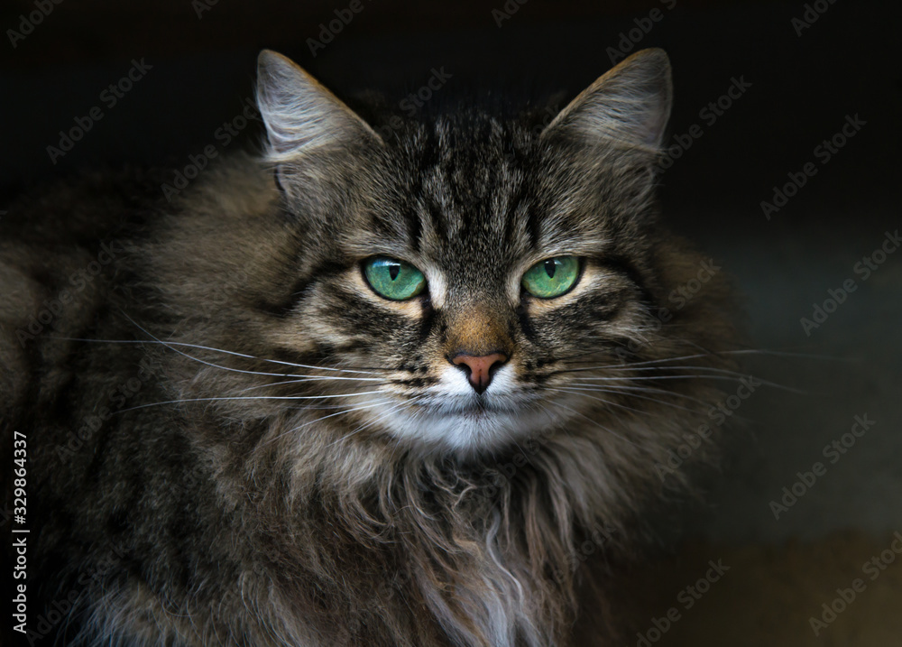 Muzzle of a spotted tabby cat with green stunning eyes. Fluffy tortoise fur. Serious, proud and insightful look, white mouth. Photo of a luxurious bold cat in a dark key and background.