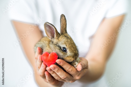 A small rabbit and a heart in human hands. The concept of love , protection and conservation of animals. Rabbit close- up on the palm of the girl. Careful attitude to nature. green movement