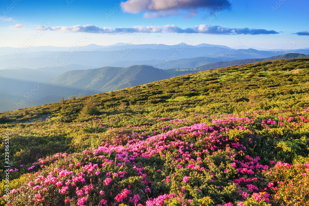 Obraz premium A lawn with flowers of pink rhododendron. Mountain landscape with beautiful sky and clouds. A nice summer day. Location Carpathian mountain, Ukraine, Europe.