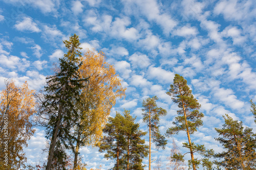 Fotografie Trees against cirrocumulus clouds sky