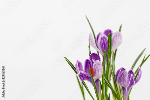 Fototapeta Naklejka Na Ścianę i Meble -  spring flowers of white-purple crocuses with dew drops on the petals, place for text,