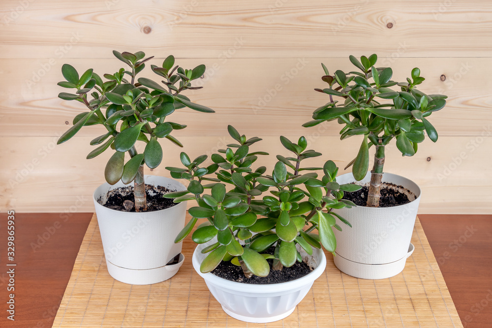 Succulent houseplant Crassula ovata in a pot on rustic background	