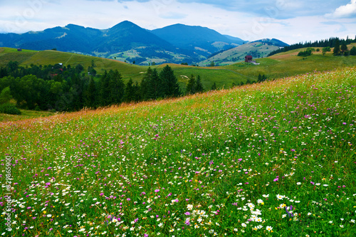 nature, summer landscape in carpathian mountains, wildflowers and meadow, spruces on hills, beautiful cloudy sky © soleg