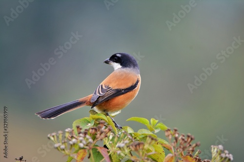Foto Beautiful bird Long tailed shrike on tree branch