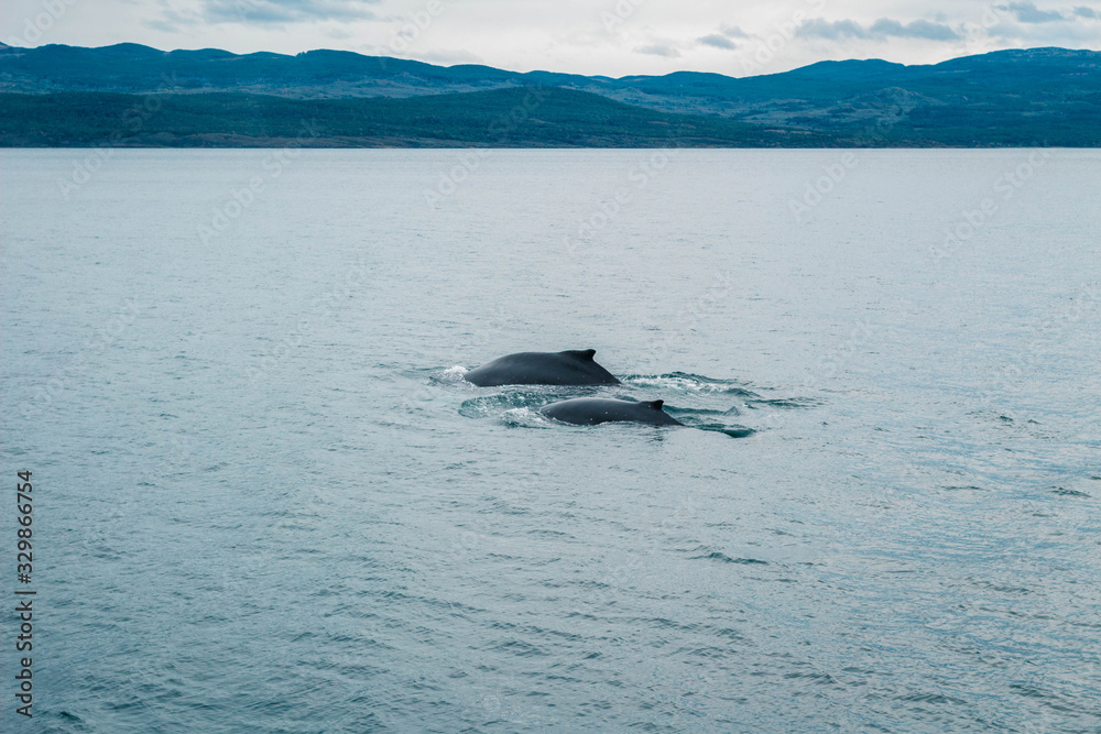Obraz premium Ballenas