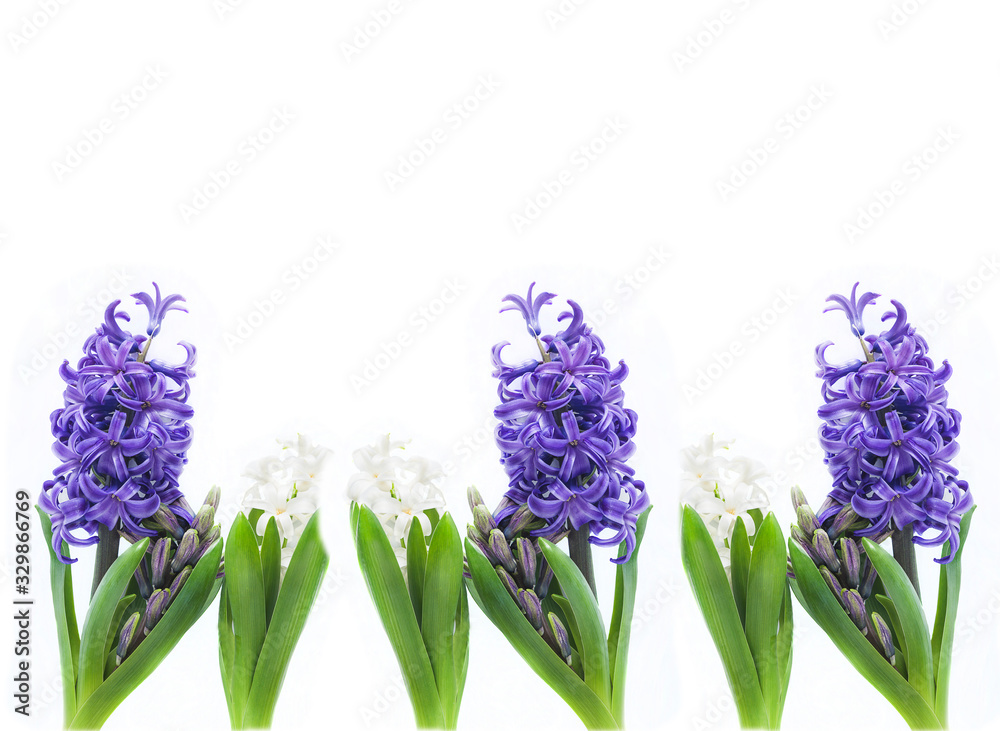 Fototapeta premium Beautiful spring flowers background. White and blue hyacinth flowers isolated on white. Space for text, flat lay