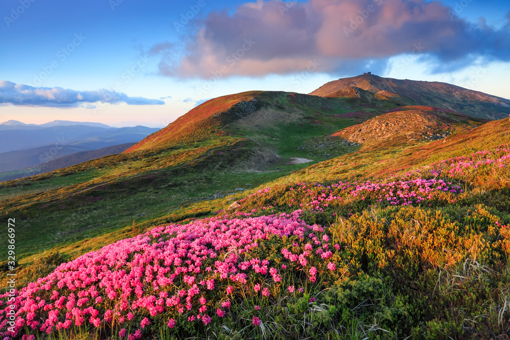 Fototapeta premium Summer scenery. From the lawn covered with pink rhododendrons the picturesque view is opened to high mountains, valley, blue sky in sunny day. Location Carpathian mountain, Ukraine, Europe.