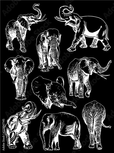 Graphical  set of  elephants isolated on black background, vector engraved illustration