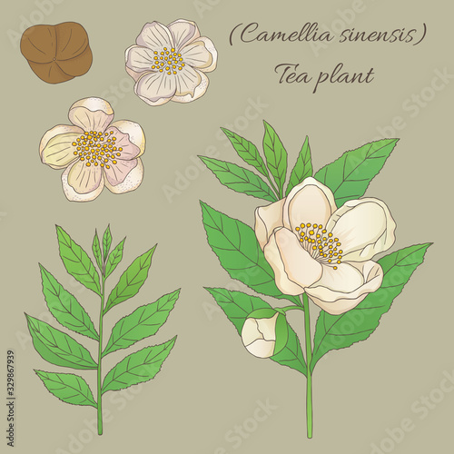 Tea collection. Hand drawn tea plant camellia sinensis with flowers