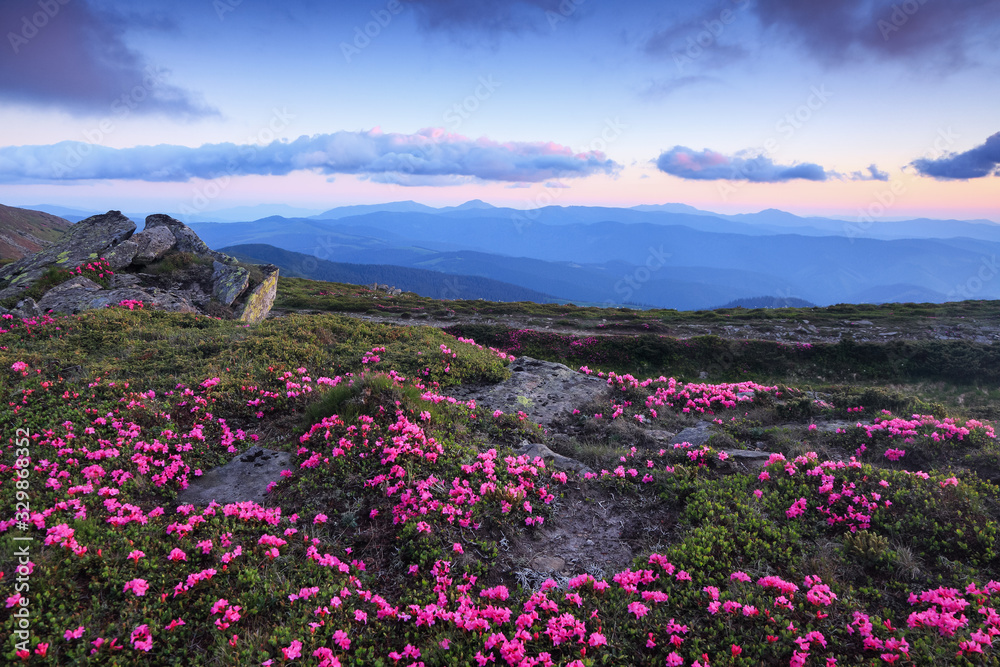 Summer scenery. From the lawn covered with pink rhododendrons the picturesque view is opened to high mountains, valley, sunrise with magic sky. Location Carpathian mountain, Ukraine, Europe. Summer scenery. From the lawn covered with pink rhododendrons the picturesque view is opened to high mountains, valley, sunrise with magic sky. Location Carpathian mountain, Ukraine, Europe.