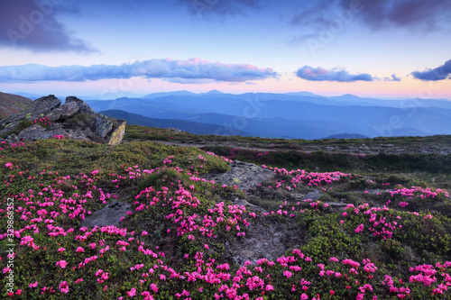 Summer scenery. From the lawn covered with pink rhododendrons the picturesque view is opened to high mountains, valley, sunrise with magic sky. Location Carpathian mountain, Ukraine, Europe.