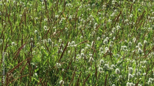 meadow with brown and white grass in wind