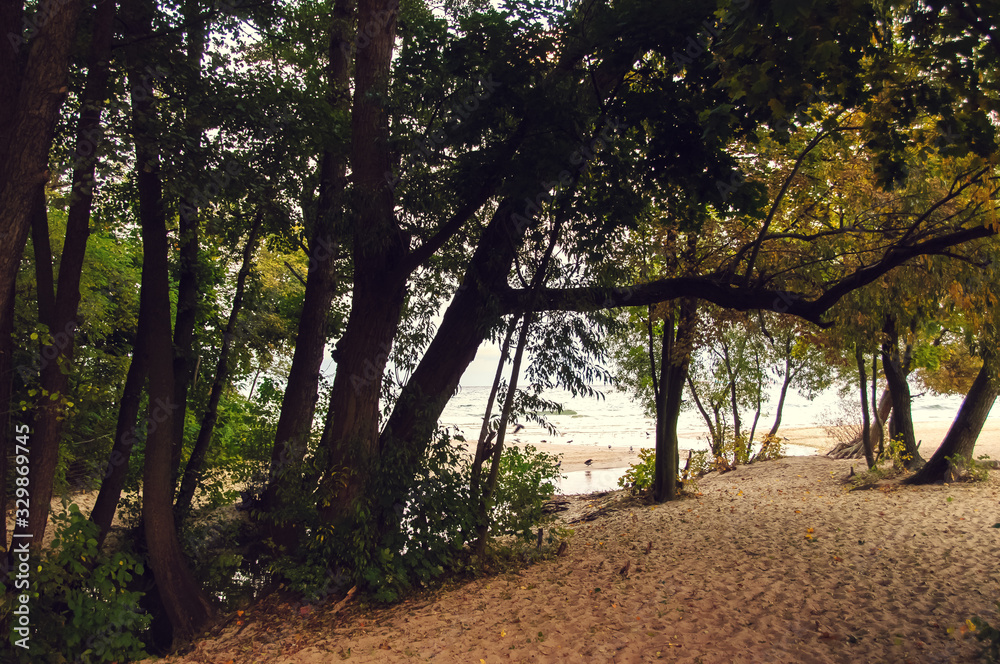 Forest, shoreline, sea, beach Forest, shoreline, sea, beach