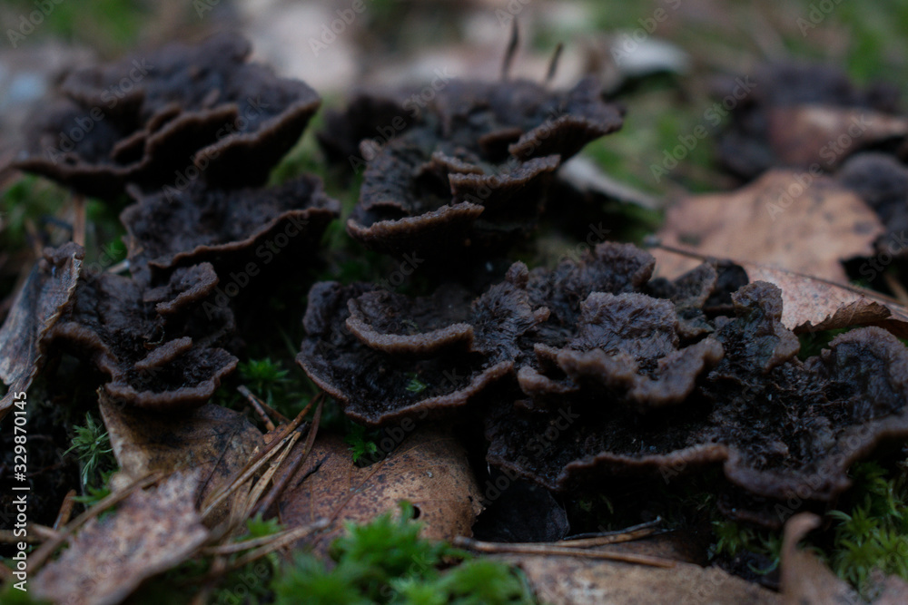 Mushrooms are poisonous in dry leaves