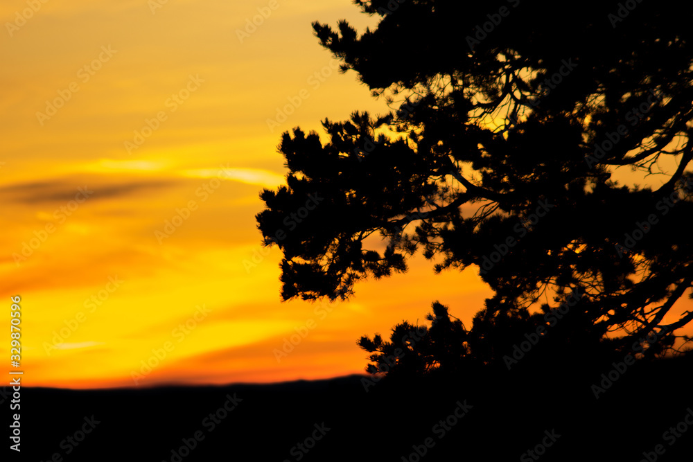 Forest sunset Forest sunset