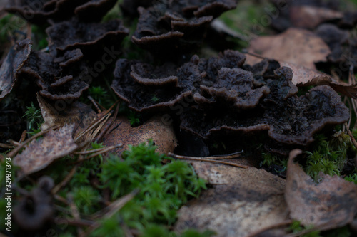 Mushrooms are poisonous in dry leaves