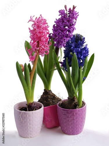 spring plant hyacinth with lila fragrant flowers
