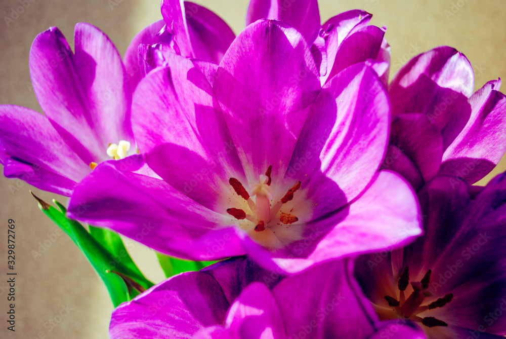 Tulips Macro. holiday mother's day. March 8. happy Birthday. flowers. background Tulips Macro. holiday mother's day. March 8. happy Birthday. flowers. background