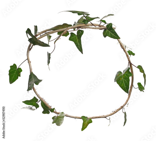 Wild green liana jungle vine with foliage isolated on white background, clipping path