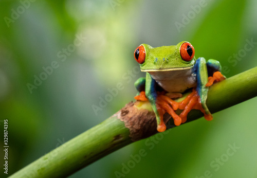 Fototapet green tree frog