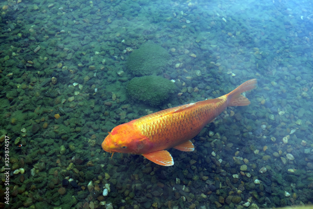 Naklejka premium golden carp in the lake