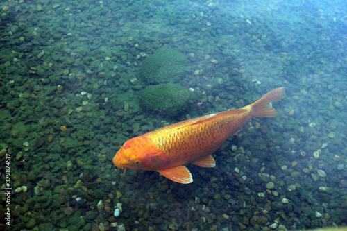 golden carp in the lake