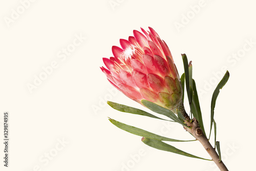 Fotografía Close-up of a protea flower isolated on white background