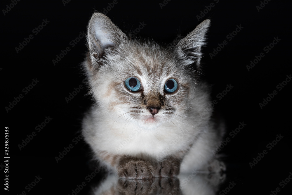 Beautiful striped grey kitten with blue eyes on shiny surface with clear reflection