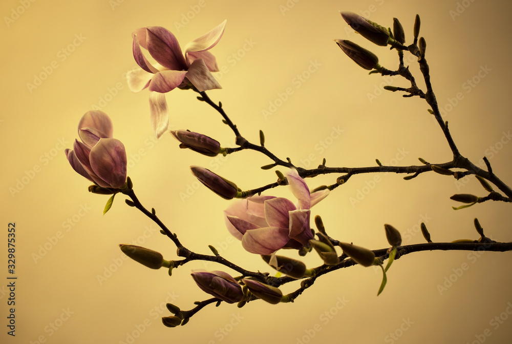 Fototapeta premium Frühling