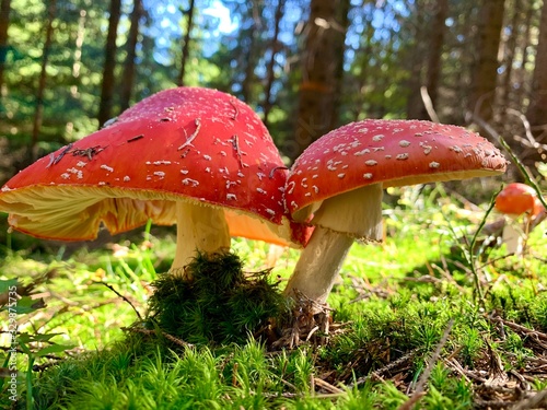 two red mushrooms in the forest