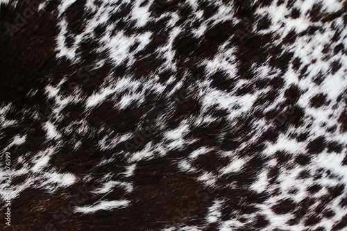 Spotted animal skin.Natural hard pile.Dark brown and white color.