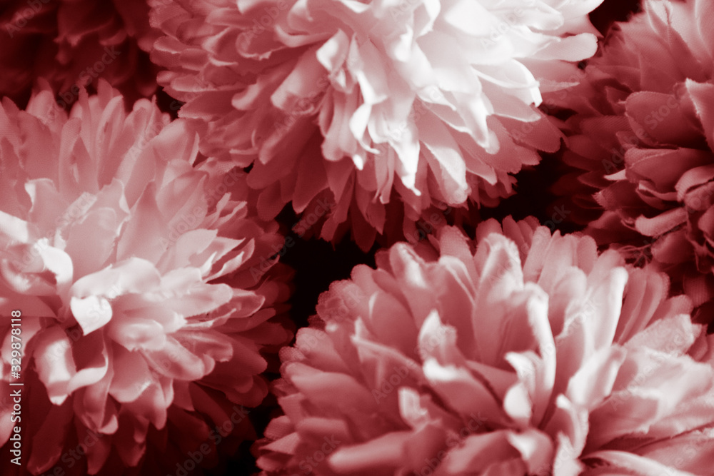 Beautiful abstract color pink and red flowers graphic on black background and light black and pink flower frame and pink leaves texture, dark background, red banner happy valentine