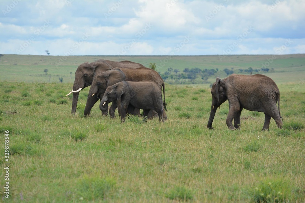 a family of African elephants walk on the grass