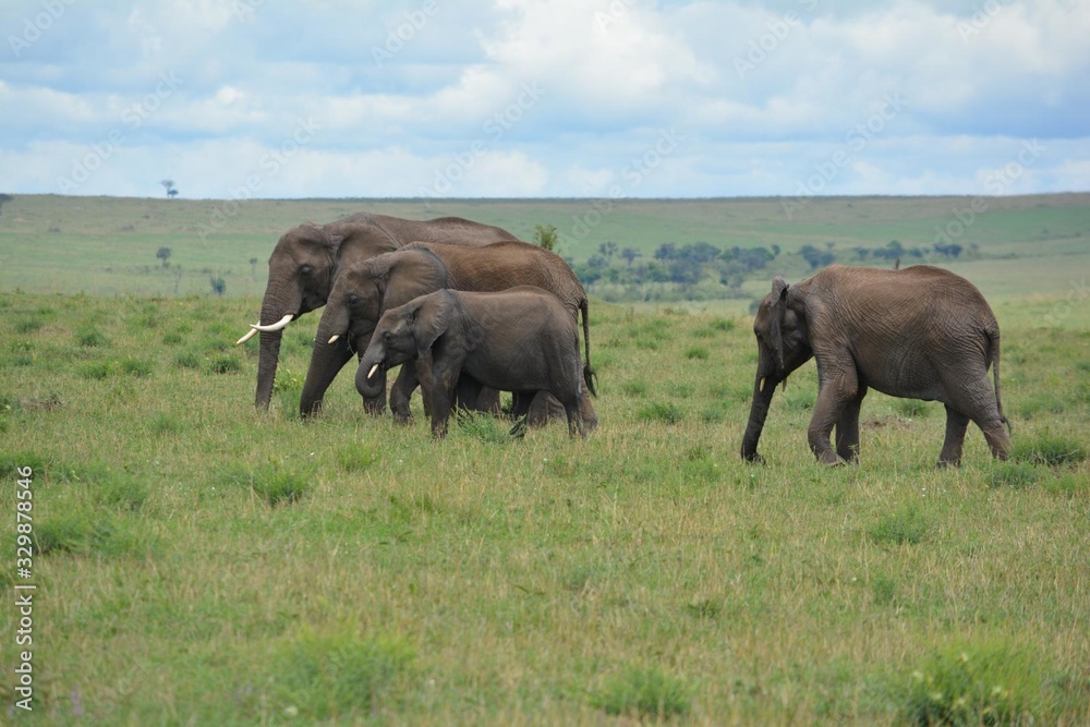 a family of African elephants walk on the grass a family of African elephants walk on the grass