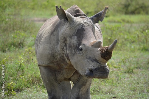 white rhinoceros with one horn close up © Olga