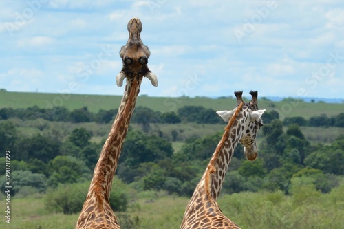 Photography Safari in Africa giraffes raised his head