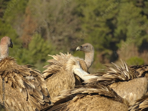 buitres photo