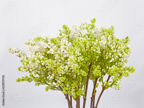 Branches of white lilac flowers