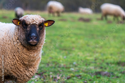 Fotografija Portrait of a sheep with ear tags on a meadow, curiously looking at the camera