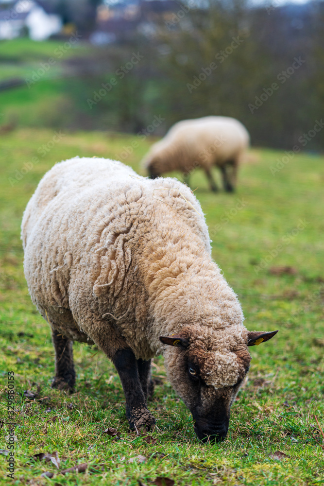 Portrait of a sheep standing on a green meadow and eating fresh grass. Concepts of free-range husbandry, animal welfare or ethical breeding of sheep. Front view, background blur Portrait of a sheep standing on a green meadow and eating fresh grass. Concepts of free-range husbandry, animal welfare or ethical breeding of sheep. Front view, background blur