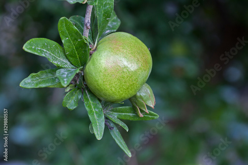 Pomegranate on tree photo