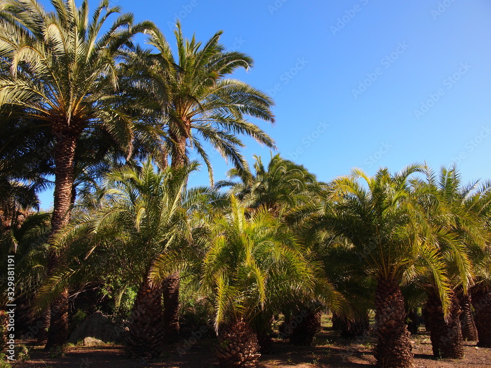 Botanical garden (Tafira Alta, Gran Canaria, Spain) Botanical garden (Tafira Alta, Gran Canaria, Spain)