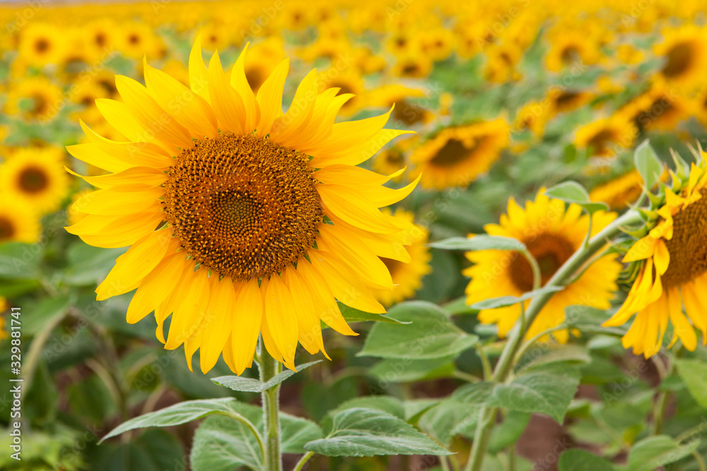 sunflowers