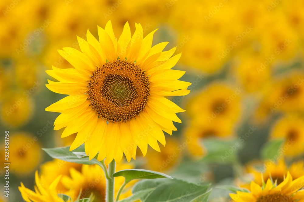 sunflowers