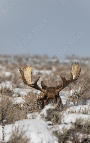 Bull Moose Bedded in Sagebrush in Grand Teton National Park Wyoming in Winter