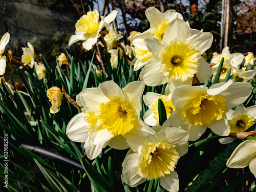 Beautiful white with yellow center flowers of daffodils  lat. Narcissus pseudonarcissus  bloom in the garden in spring on a sunny morning.