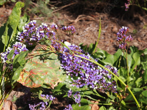 Botanical garden (Tafira Alta, Gran Canaria, Spain) photo