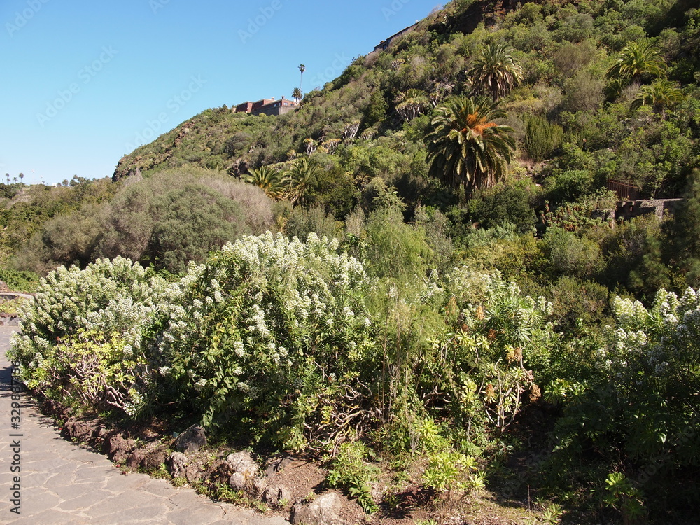 Botanical garden (Tafira Alta, Gran Canaria, Spain) Botanical garden (Tafira Alta, Gran Canaria, Spain)