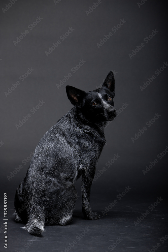 Australian healer dog breed on the backgrounds Australian healer dog breed on the backgrounds